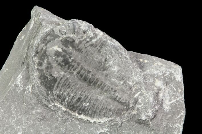 Elrathia Trilobite In Shale - Utah #71034